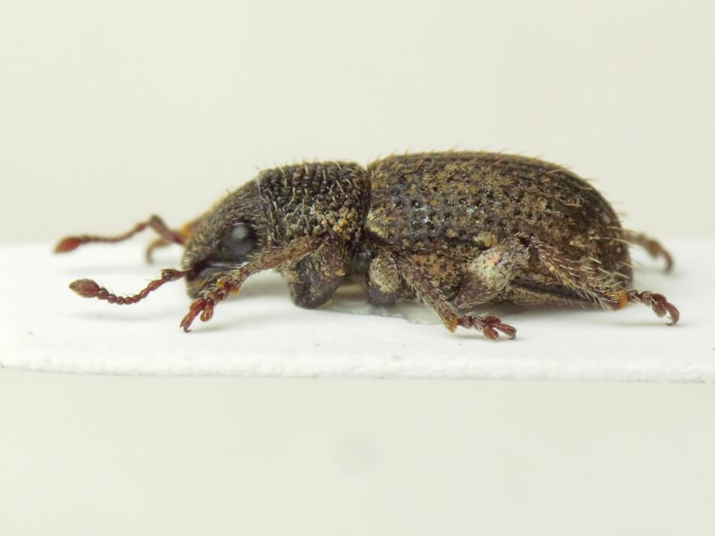 Mesagroicus pilifer Boh. in Schoenh., 1833